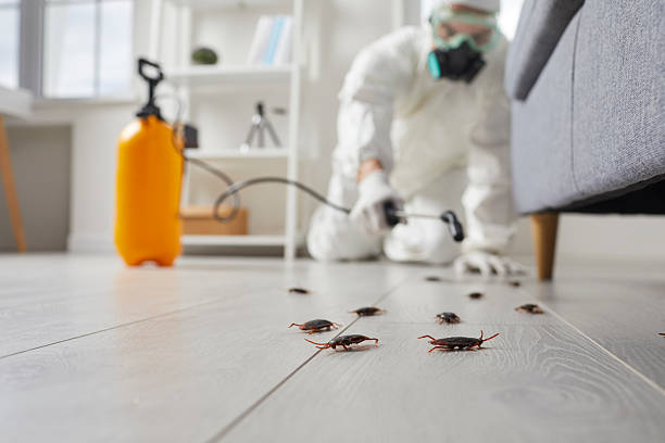 Trusted Bed Bug Control service in New City, NY - Nex Pest Control